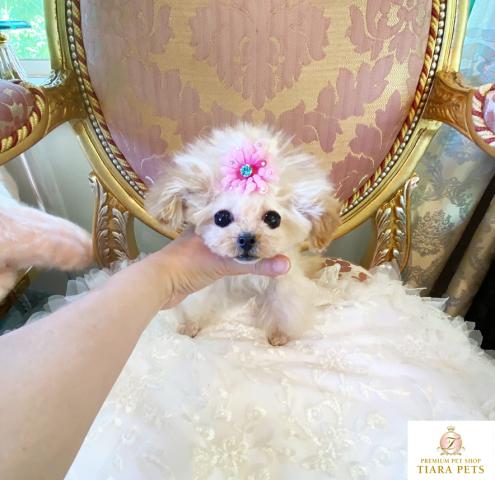 ★マイクロティーカップサイズ♪アプリコットの女の子♪シェリーちゃん★