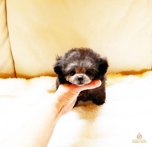 超超超スーパー極小のマイクロティーカップサイズ♪ちるばー君♪