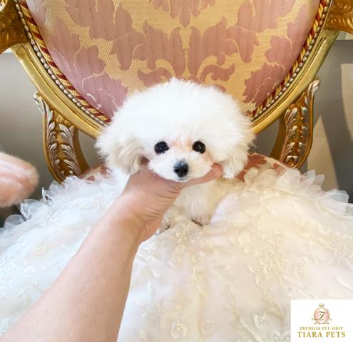 ★マイクロティーカップサイズ♪ホワイトの女の子♪シュガーちゃん★