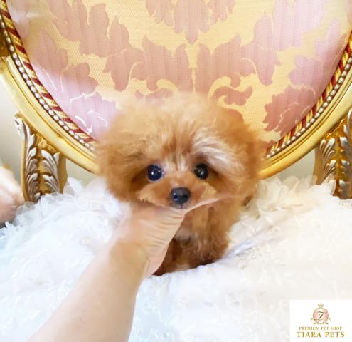 ★マイクロティーカップサイズ♪アプリの男の子♪マカロン君★