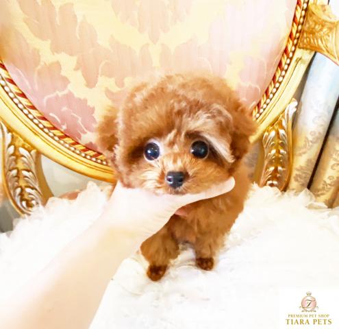 ★マイクロティーカップサイズ♪レッドの女の子♪サブリナちゃん★