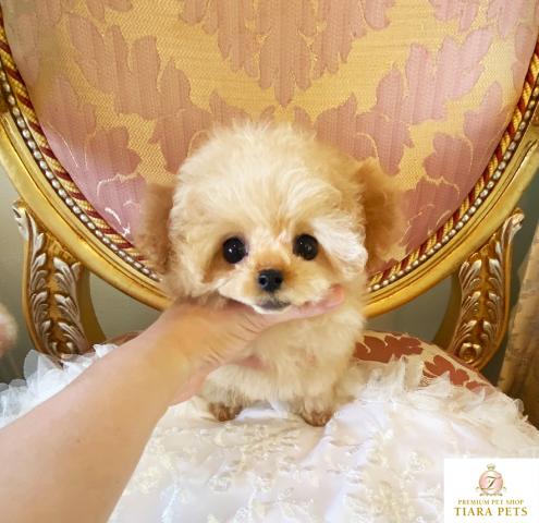 ★マイクロティーカップサイズ♪アプリコットの女の子★パリスちゃん★