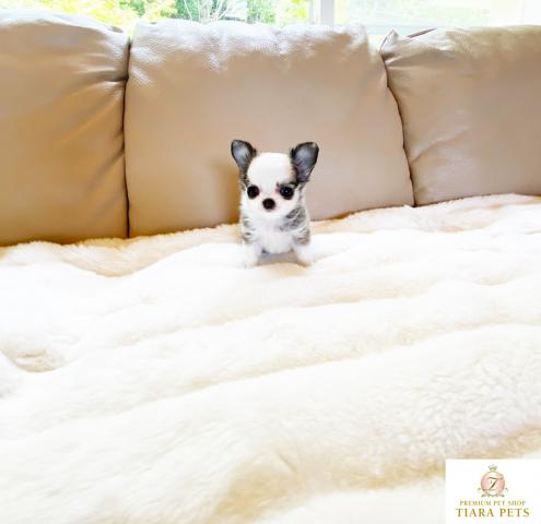 ★ロングコートチワワの女の子♪こうめちゃん★