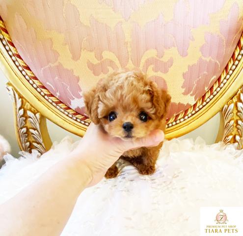 ★マイクロティーカップサイズ♪男の子♪マロン君★