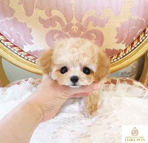 ★マイクロティーカップサイズ♪男の子♪ひよこ君★