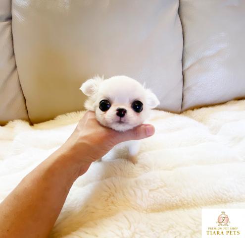 ★極上！！極小！！ロングコートチワワの男の子♪おもち君★