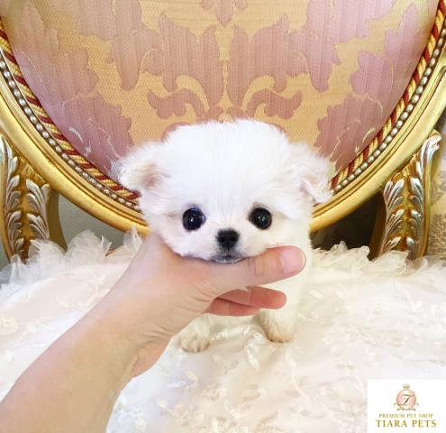 ★極上！！極小！！可愛い女の子♪まるるちゃん★