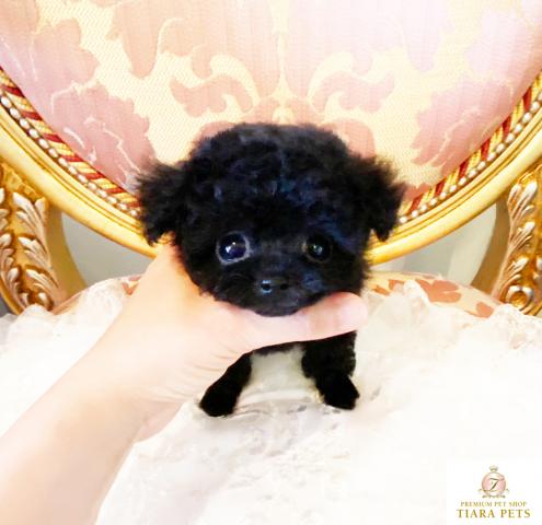 ★マイクロティーカップサイズ♪ブラックの女の子♪キャンディーちゃん★