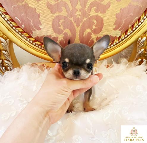 ★ブルータンの男の子♪超超超超超スーパー極小サイズ！！ロメオ君★