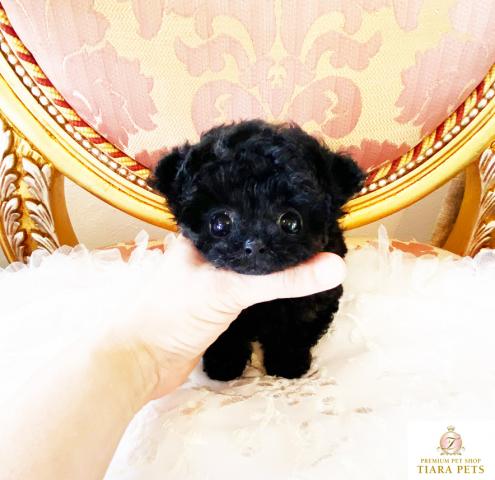 ★マイクロティーカップサイズ♪ブラックの男の子♪ノアール君★