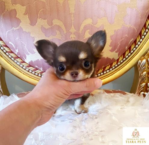 ★極小！！チョコタンの男の子♪ショコラ君★