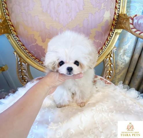 ★極上！！スーパー極小♪MIXちゃん♪うるる君♪