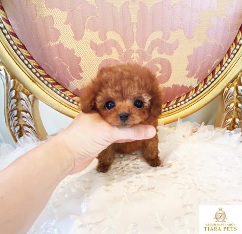 ★マイクロティーカップサイズ♪レッドの男の子♪チェロ君★