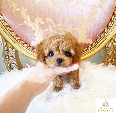 ★ティーカップサイズ♪アプリコットの男の子♪ドルチェ君★