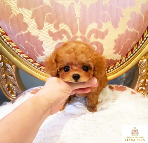 ★マイクロティーカップサイズ♪アプリコットの女の子♪ココちゃん★