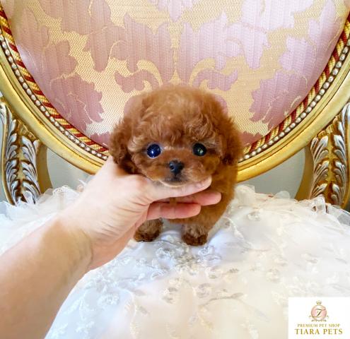 ★マイクロティーカップサイズ♪レッドの男の子♪こつぶ君★