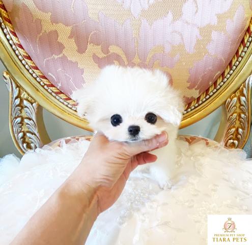 ★極上！！極小サイズ！！♪はなまる君♪