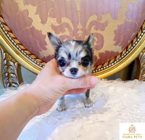 ★ロングコートチワワのブルーマールの男の子♪極小サイズ！！サファイア君★