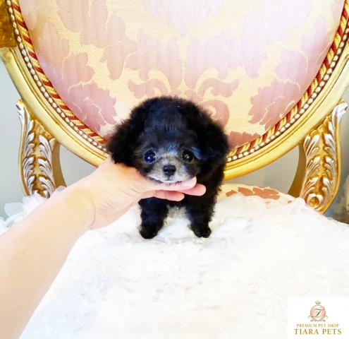 ★マイクロティーカップサイズ♪プラチナシルバーの男の子♪クリスタル君★