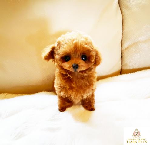 ★マイクロティーカップサイズ♪レッドの女の子♪いちごちゃん♪