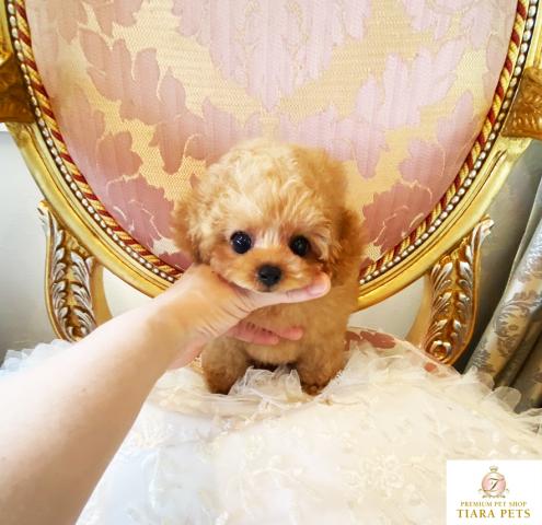 ★マイクロティーカップサイズ♪レッドの女の子♪ミニーちゃん★