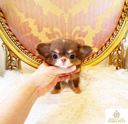 ★極上！！極小！！ロングコートチワワの男の子♪ゆうほ君★