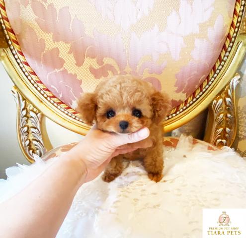 ★マイクロティーカップサイズ♪レッドの女の子♪ティファニーちゃん★