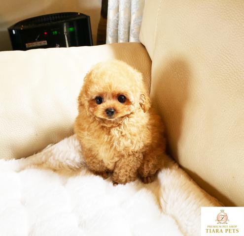 ★マイクロティーカップサイズ♪アプリコットの男の子♪そなた君★