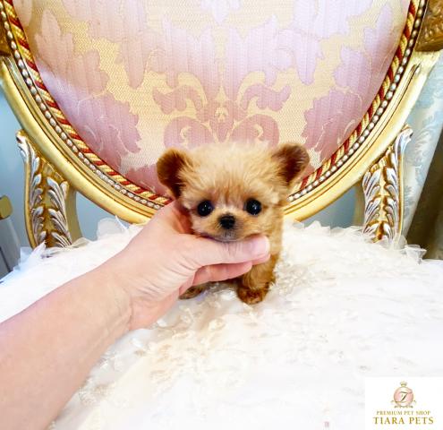 ★超超超超超スーパー極小サイズ！！アニメキャラクターの様な♪ありす君★