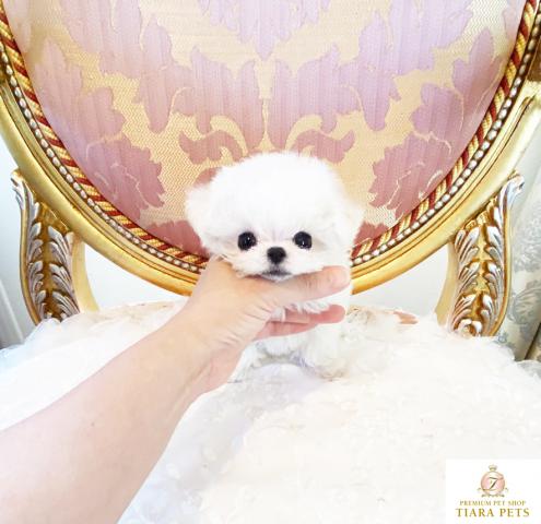 ★超超超超超スーパー極小サイズ♪男の子♪マリオ君★