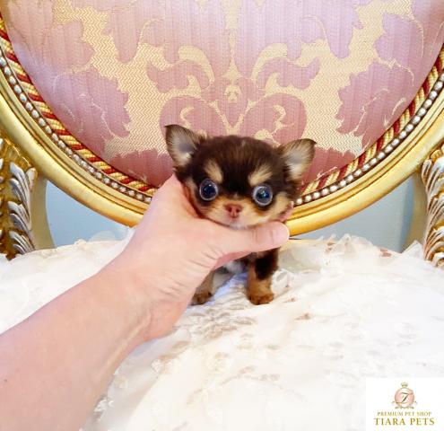 ★超超超超超スーパー極小サイズ♪男の子♪ももたろう君★