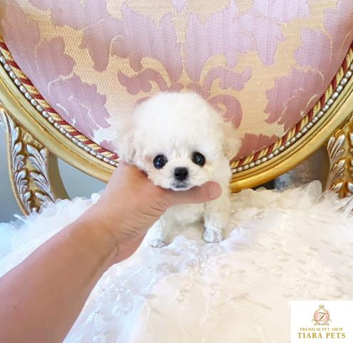 ★超超超超超極小サイズマイクロティーカップサイズ！！ホワイト男の子♪プリンス君★