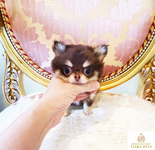 超超超スーパー極小サイズ！！ロングコートチワワ♪チョコタンの女の子♪みうちゃん♪