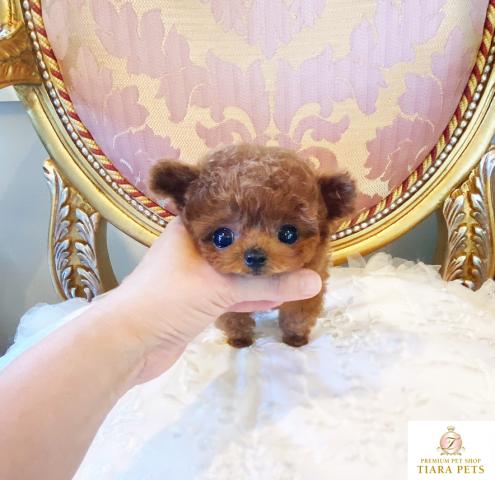 ★超超超超超スーパー極小サイズ！！レッドの女の子♪パリスちゃん★