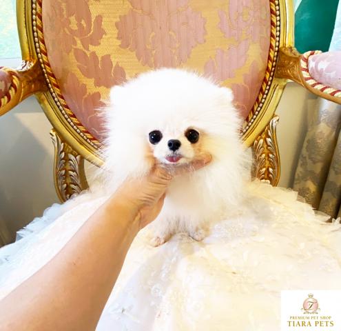 ★超超超極小サイズ！！ポメラニアンの男の子♪わたあめ君★