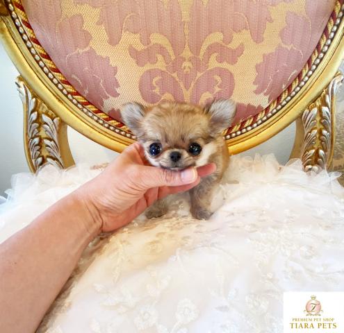 ★ロングコートチワワの男の子♪超超超スーパー極小サイズ！！リトルバンビ君♪