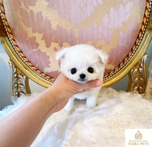 ★超超超超超スーパー極小サイズ！！ミックス犬の女の子♪りぼんちゃん♪