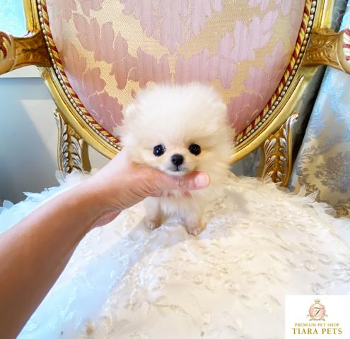 ★極上！！超超超超超極小ポメちゃん男の子♪ひよこ君★