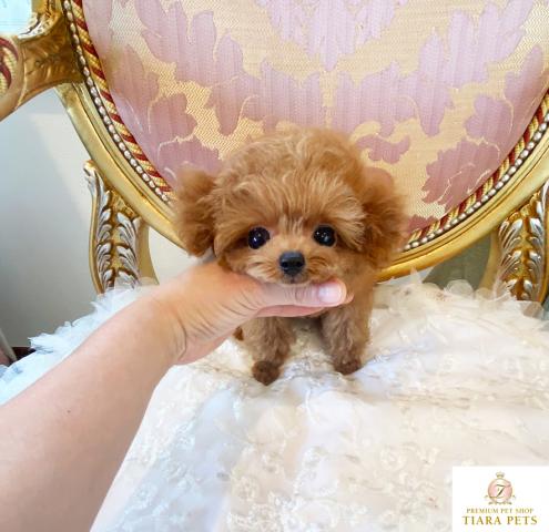 ★超超超極小サイズのマイクロティーカップサイズ！！レッドの男の子♪ロイス君★