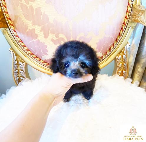 ★マイクロティーカップサイズ♪プラチナシルバーの女の子♪プリンセスちゃん★