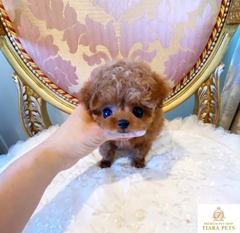 ★超超超超超スーパー極小サイズ！！大きなお目目クリンクリン♪♪ドルチェ君★