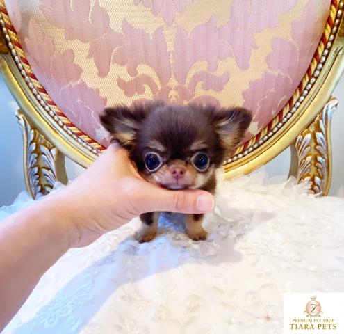 ★超超超超超スーパー極小サイズ！！チョコタンの女の子♪ももこちゃん★