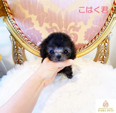 ★超超超超超スーパー極小サイズ、プラチナシルバー♪こはく君★