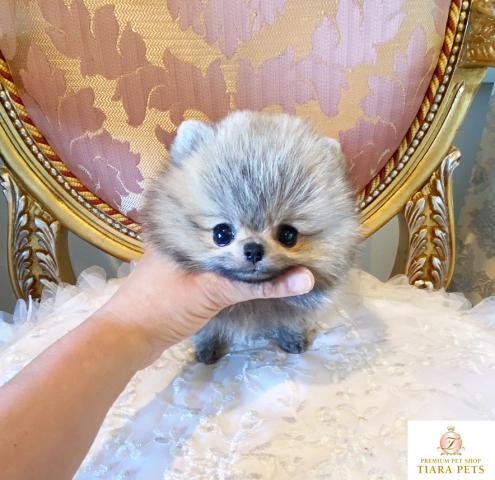 ★超超超超超スーパー極小サイズ！！ポメラニアンの男の子♪こたろう君★