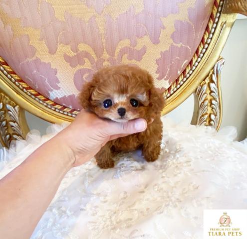 ★超超超超超スーパー極小サイズ！！レッドの女の子♪ありすちゃん★★