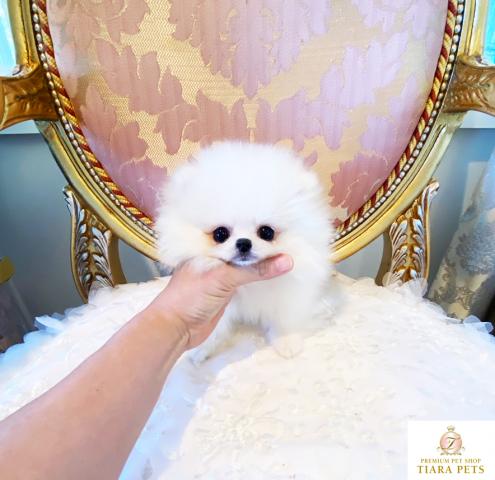 ★超超超超超スーパー極小サイズ！！白ポメちゃん男の子★こゆき君★