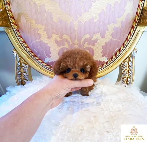 ★超×10！！極小サイズのマイクロティーカップサイズ♪女の子♪プリンセスちゃん★