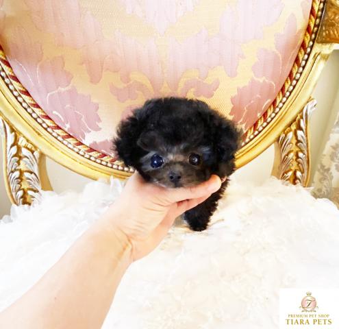 ★超超超超超スーパー極小♪マイクロティ♪プラチナシルバー女の子♪のえるちゃん★