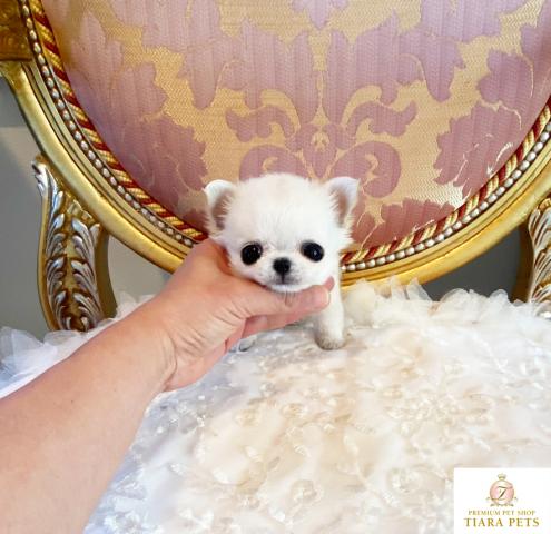 ★超×10！！極小サイズ！！ロングコートチワワの男の子♪りとるばんび君★