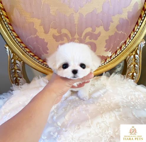 ★極上！！超超超超超スーパー極小♪まるちゃん♪男の子♪はなまる君♪